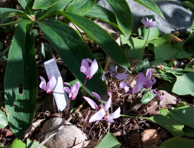 cyclamen-cilicium.jpg
