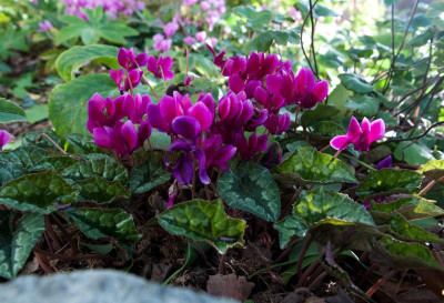 cyclamen 2019 (6).jpg