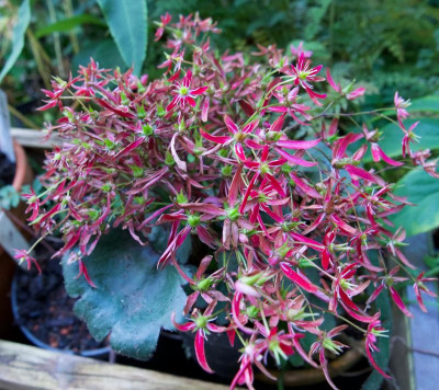 saxifraga-cortusifolia-rot.jpg