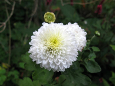 White Bouquet.JPG
