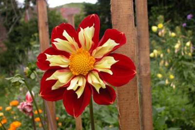 Dahlia1.jpg