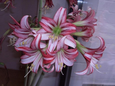 thumbnail_7338.jpg