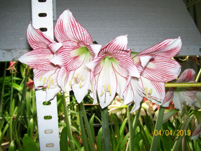 100_6775.JPG