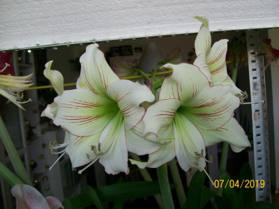 100_6796.JPG