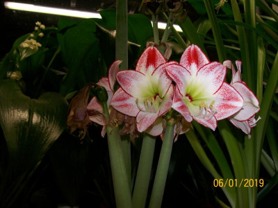 100_6483.JPG