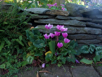 cyclamen 2019 (4).jpg