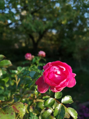 IMG_20191013_170737.jpg