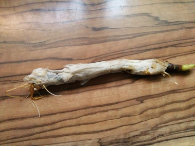 Dalmatie_bewurzelt.jpg