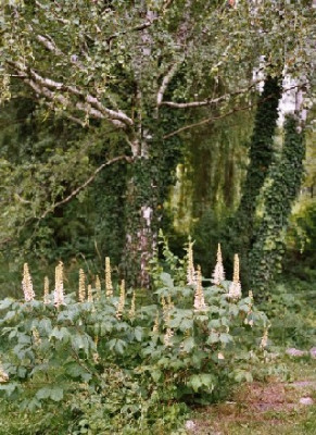 aesculus_parviflora_ganzkoerperbild.JPG