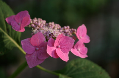 Tellerhortensie-1-c.jpg