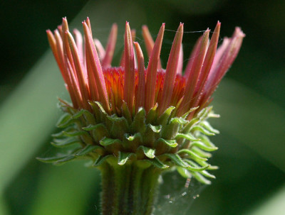 Echinacea-Rotschopf.jpg
