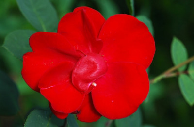 Rosa_Altissimo_1_23-06-2007.jpg
