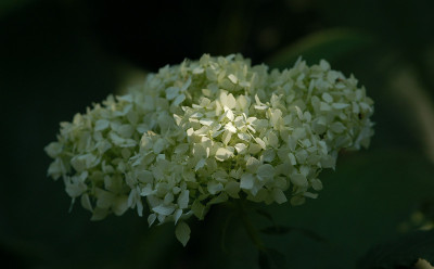 Hortensie-Annabelle-0607.jpg