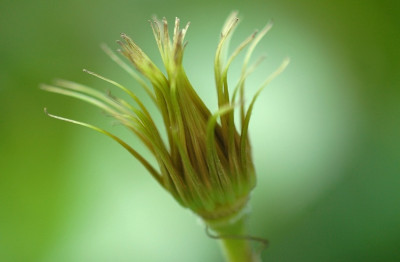Clematis_1_23-06-2007.jpg