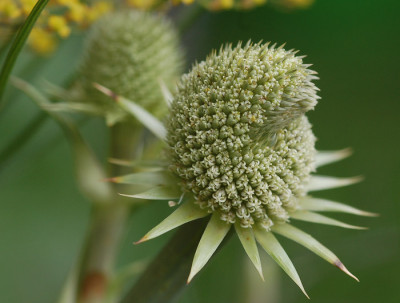Eryngium-agavifolium-.jpg