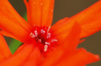 Lychnis_1_30-06-2007.jpg