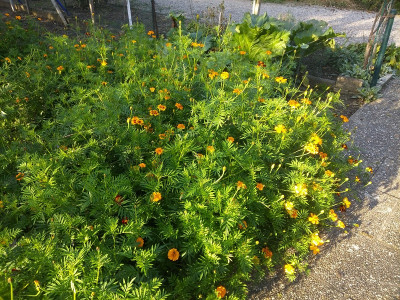 Tagetes 191013.jpg