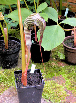 Arisaema_franch._u.jpg