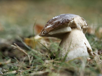 PA165124 Pilz-.jpg