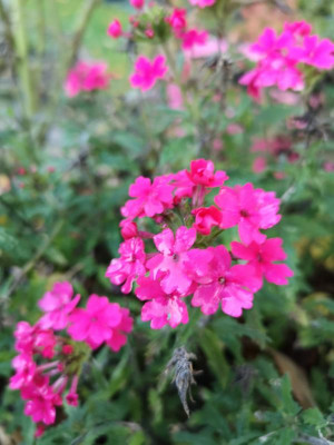 IMG_20191016_174637.jpg