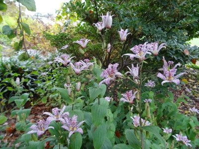 Tricyrtis hirta Oktober 2019.JPG