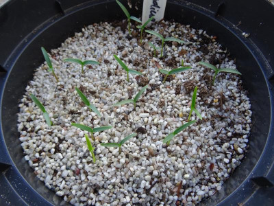 Heptacodium miconoides Germination Oktober 2019.JPG