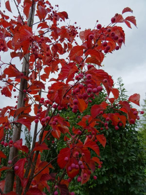 Sorbus alnifolia Oktober 2019 (2).JPG
