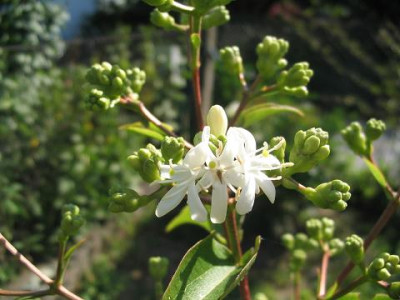 Heptacodium_miconoides.JPG