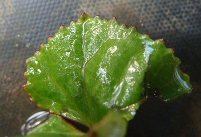Cyclamen hederifolum ssp. crassifolium1.jpg