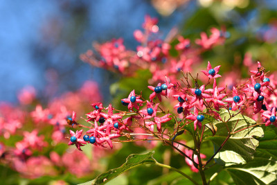 Clerodendrum_trichotomum.jpg