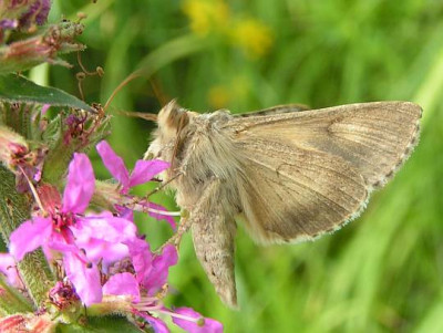 Autographa_gamma_-_Gammaeule_05.jpg