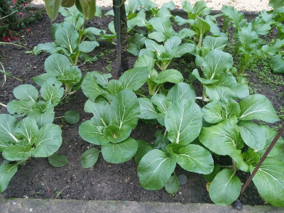 PakChoi 19108.jpg