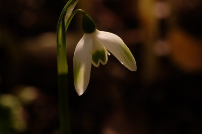 DSCF0312_4216.JPG