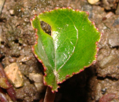 crassifolium.jpg