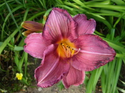 Hem-Byzantine_Emperor-070701-DSCN4033.jpg