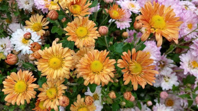 IMG-20191015-WA0004.jpg