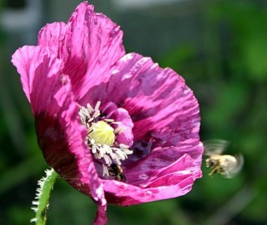 Mohn_mit_Biene.JPG