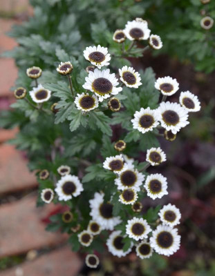 Chrysanthemum-weiß-braun.19-1.jpg