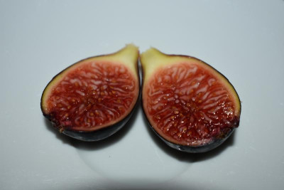 Negronne, Pfälzer Feige 006.JPG