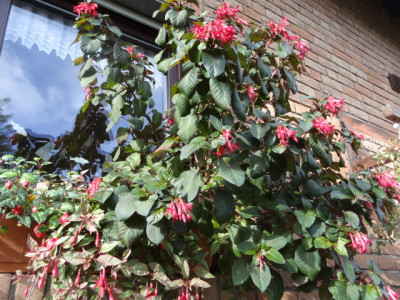 fuchsie catharina.JPG
