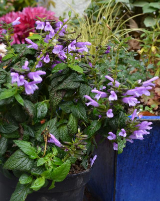 Salvia-unbekannt.19-2.jpg
