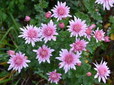 Chrysanthemum-Sämling-rosa.19-1.jpg