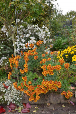 Chrysanthemum-Etna.19-2.jpg