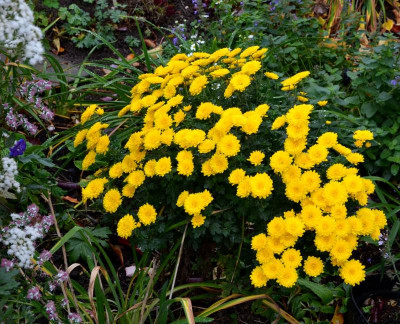 Chrysanthemum-Piton.19-1.jpg