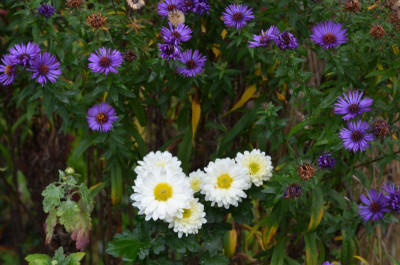 Chrysanthemum-Poesie.19-2.jpg