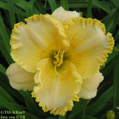 GT03-KRaa9_Strawberry_Candy_X_Larry_Grace_6195_r11.jpg