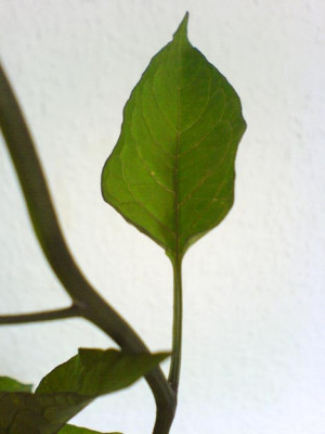BlattX-300607.jpg