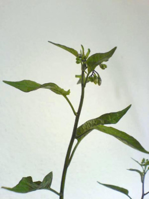 KnospeX-300607.jpg