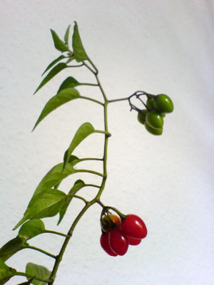 FruchtX-300607.jpg