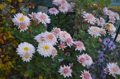 Chrysanthemum-Sämling.18-1.jpg